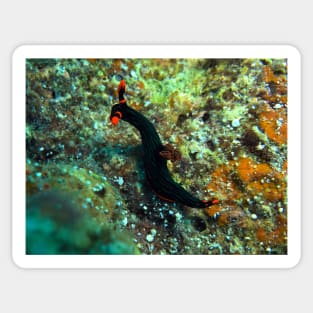 Nembrotha kubaryana nudibranch Sticker